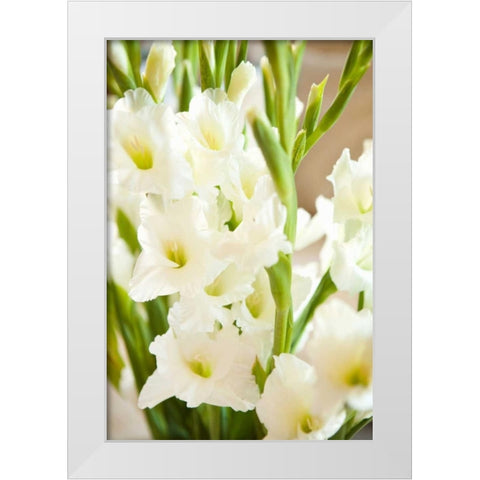 Gladiolus White Modern Wood Framed Art Print by Millet, Karyn