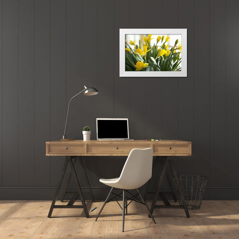 Daffodil Bouquet White Modern Wood Framed Art Print by Millet, Karyn