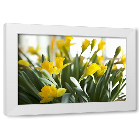 Daffodil Bouquet White Modern Wood Framed Art Print by Millet, Karyn