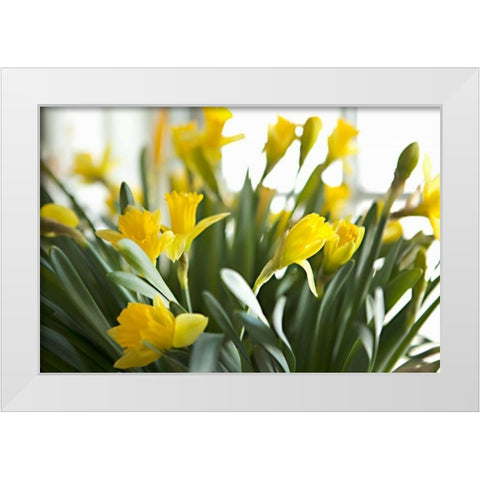 Daffodil Bouquet White Modern Wood Framed Art Print by Millet, Karyn