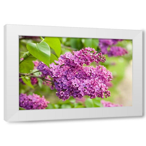 Lilac White Modern Wood Framed Art Print by Millet, Karyn