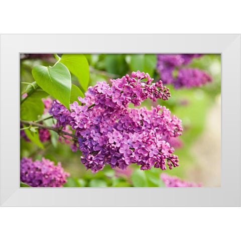 Lilac White Modern Wood Framed Art Print by Millet, Karyn