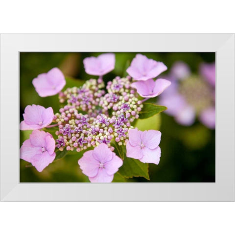 Pink bloom White Modern Wood Framed Art Print by Millet, Karyn
