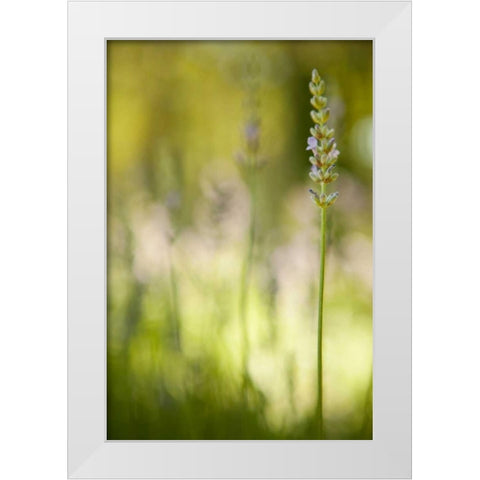 Lavender I White Modern Wood Framed Art Print by Millet, Karyn
