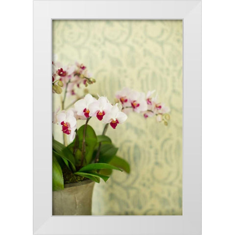 Orchid Vase White Modern Wood Framed Art Print by Millet, Karyn