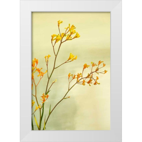 Kangaroo Paw I White Modern Wood Framed Art Print by Millet, Karyn