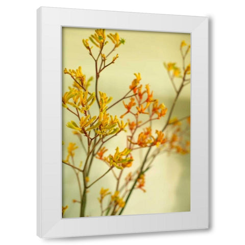 Kangaroo Paw II White Modern Wood Framed Art Print by Millet, Karyn