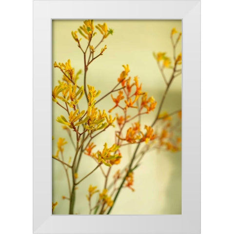 Kangaroo Paw II White Modern Wood Framed Art Print by Millet, Karyn