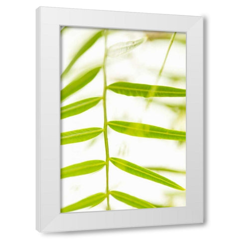 Palm Fonds III White Modern Wood Framed Art Print by Millet, Karyn