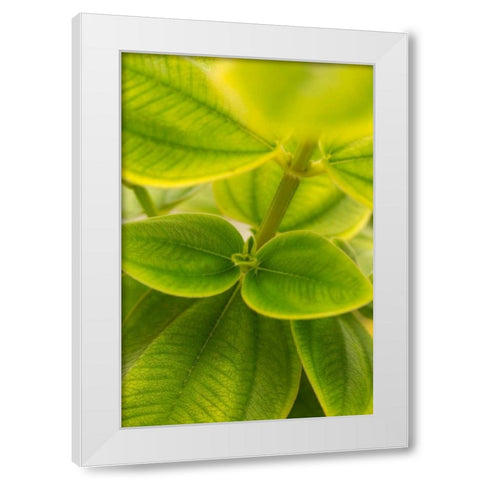 Tropical Leaves II White Modern Wood Framed Art Print by Millet, Karyn