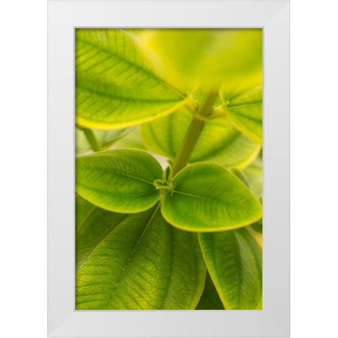Tropical Leaves II White Modern Wood Framed Art Print by Millet, Karyn
