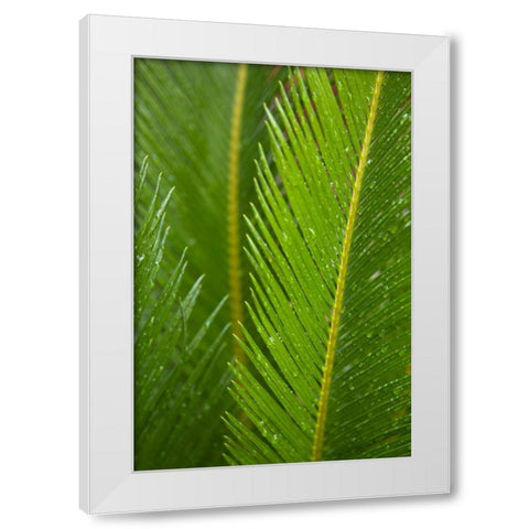Fern White Modern Wood Framed Art Print by Millet, Karyn
