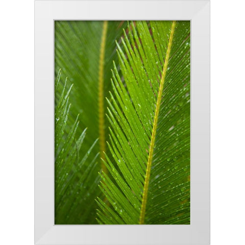 Fern White Modern Wood Framed Art Print by Millet, Karyn