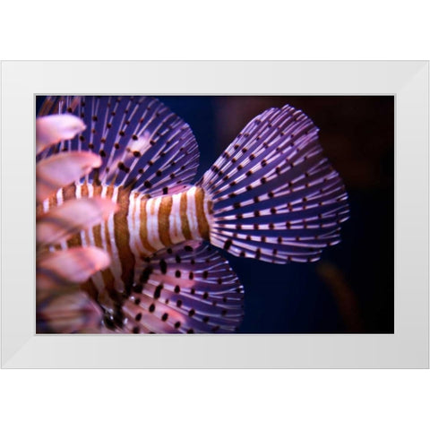 Tropical Fish White Modern Wood Framed Art Print by Millet, Karyn