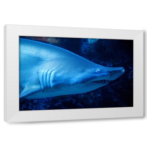 Shark White Modern Wood Framed Art Print by Millet, Karyn