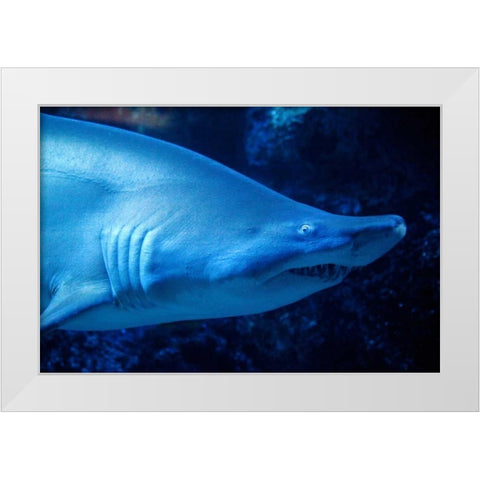 Shark White Modern Wood Framed Art Print by Millet, Karyn