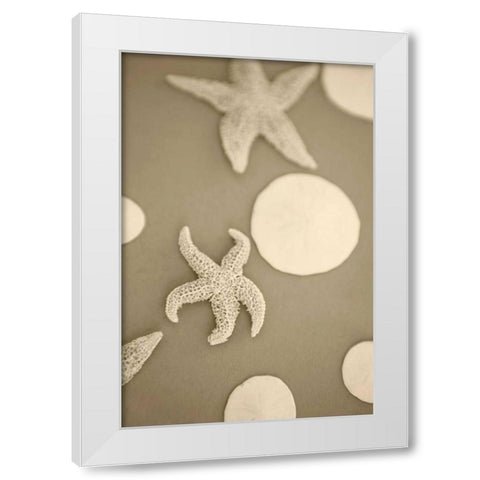 Starfish and Sand Dollars I White Modern Wood Framed Art Print by Millet, Karyn