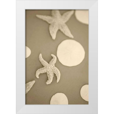 Starfish and Sand Dollars I White Modern Wood Framed Art Print by Millet, Karyn