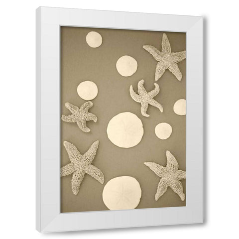 Starfish and Sand Dollars II White Modern Wood Framed Art Print by Millet, Karyn