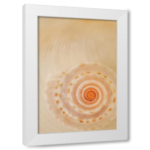 Sea Shells I White Modern Wood Framed Art Print by Millet, Karyn