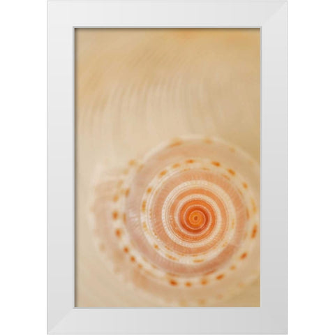 Sea Shells I White Modern Wood Framed Art Print by Millet, Karyn
