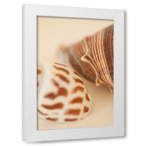 Sea Shells II White Modern Wood Framed Art Print by Millet, Karyn