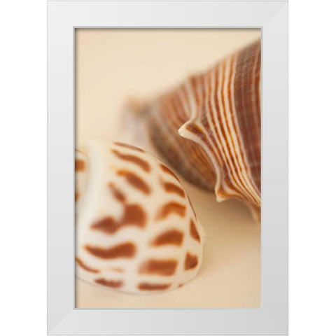 Sea Shells II White Modern Wood Framed Art Print by Millet, Karyn