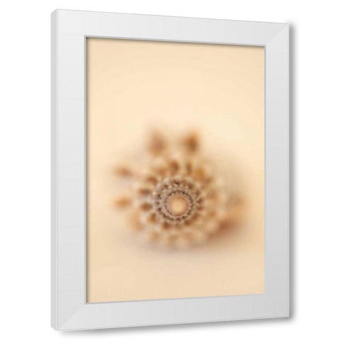 Sea Shells III White Modern Wood Framed Art Print by Millet, Karyn