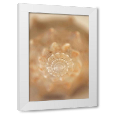 Sea Shell V White Modern Wood Framed Art Print by Millet, Karyn