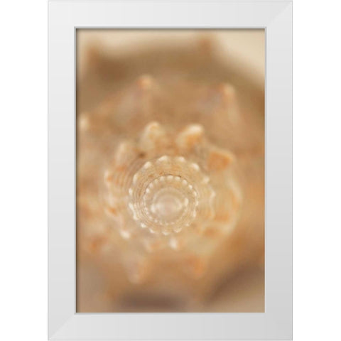 Sea Shell V White Modern Wood Framed Art Print by Millet, Karyn