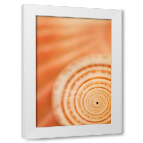 Sea Shell VI White Modern Wood Framed Art Print by Millet, Karyn
