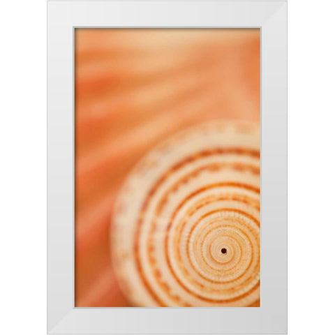 Sea Shell VI White Modern Wood Framed Art Print by Millet, Karyn
