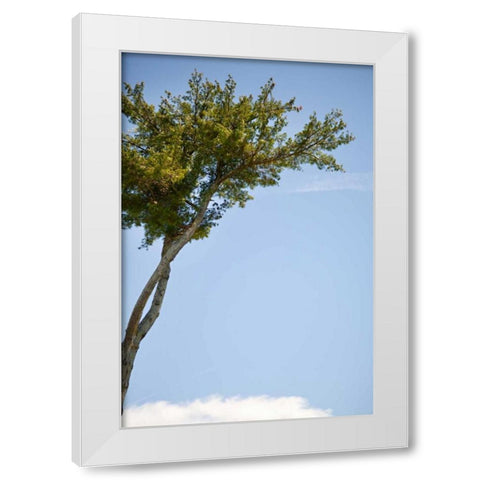 Tall Tree White Modern Wood Framed Art Print by Millet, Karyn