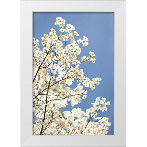 Blossoms III White Modern Wood Framed Art Print by Millet, Karyn