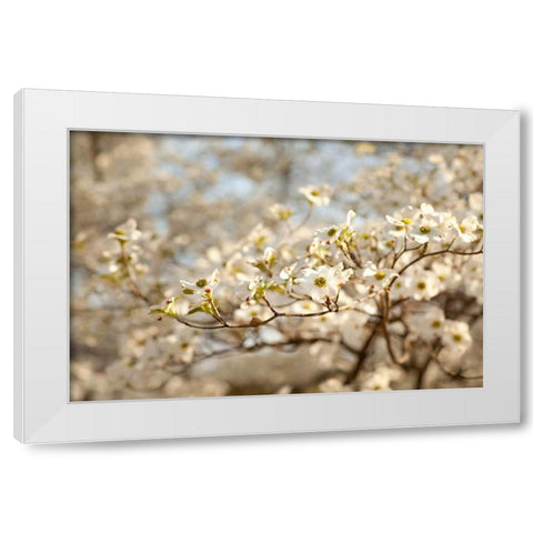 Cherry Blossoms II White Modern Wood Framed Art Print by Millet, Karyn