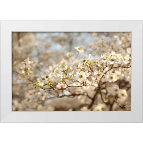 Cherry Blossoms II White Modern Wood Framed Art Print by Millet, Karyn