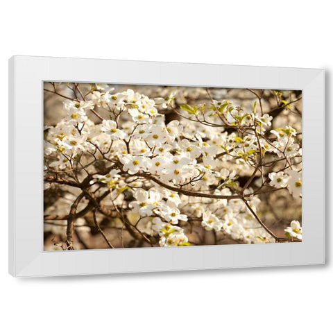 Cherry Blossoms III White Modern Wood Framed Art Print by Millet, Karyn