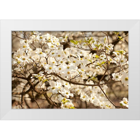 Cherry Blossoms III White Modern Wood Framed Art Print by Millet, Karyn
