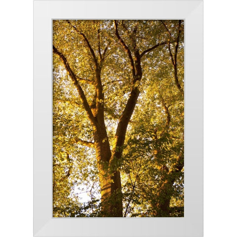 Up in the Trees I White Modern Wood Framed Art Print by Millet, Karyn