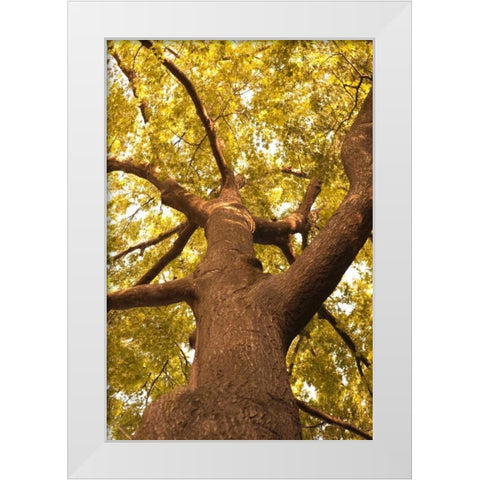 Up in the Trees II White Modern Wood Framed Art Print by Millet, Karyn