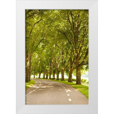 Road Through the Grove White Modern Wood Framed Art Print by Millet, Karyn