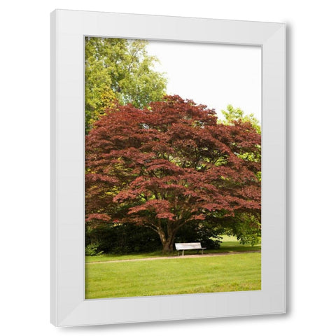 Fall in the Park White Modern Wood Framed Art Print by Millet, Karyn