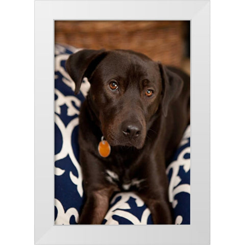 Labrador White Modern Wood Framed Art Print by Millet, Karyn