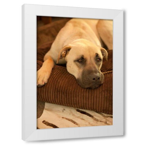 Resting White Modern Wood Framed Art Print by Millet, Karyn