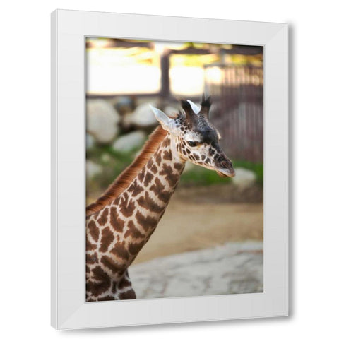 Giraffe I White Modern Wood Framed Art Print by Millet, Karyn