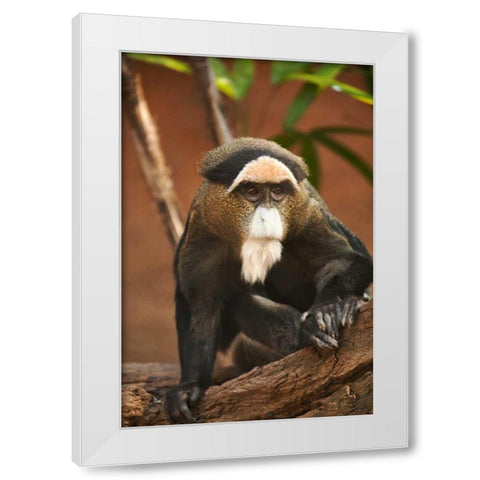 Primate I White Modern Wood Framed Art Print by Millet, Karyn