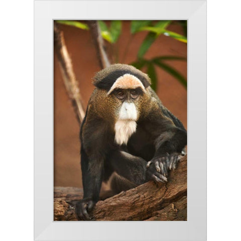 Primate I White Modern Wood Framed Art Print by Millet, Karyn