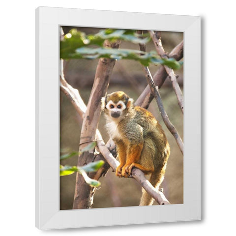 Primate II White Modern Wood Framed Art Print by Millet, Karyn