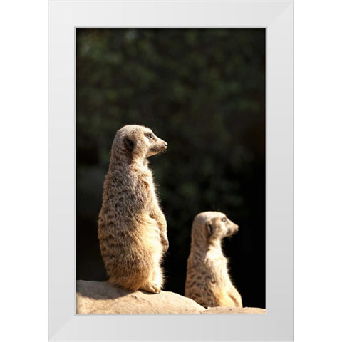 Meerkats White Modern Wood Framed Art Print by Millet, Karyn