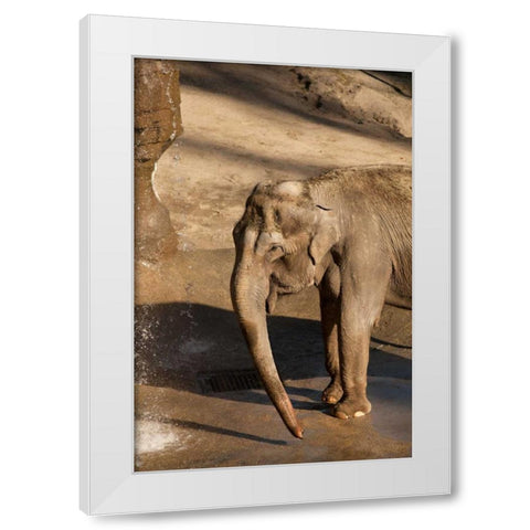 Elephant White Modern Wood Framed Art Print by Millet, Karyn